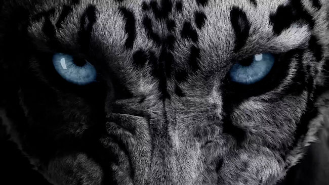 Dynafit / Carbon Beast